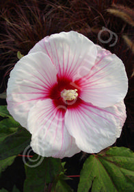 Hibiscus 'Kopper King'