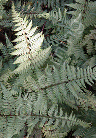 Athyrium x 'Ghost'