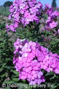 Phlox paniculata 'Robert Poore'                   