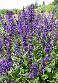 Salvia x sylvestris 'Viola Klose'