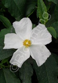 Cistus ladanifer 'Blanche'