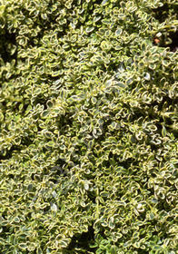 Thymus praecox 'Hartington Silver'