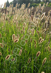 Pennisetum messiacum 'Red Buttons'