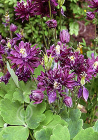 Aquilegia vulgaris 'Clementine Dark Purple'