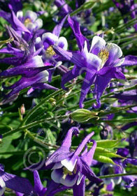 Aquilegia vulgaris 'Winky Blue-White'