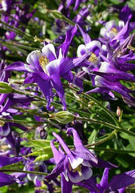 Aquilegia 'Winky Purple-White'