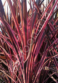 Cordyline australis 'Southern Splendor'