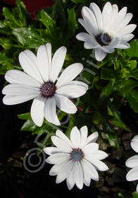 Osteospermum 'Brightside'