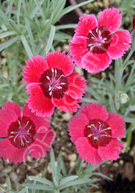 Dianthus 'Eastern Star'