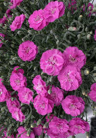 Dianthus 'Shooting Star'