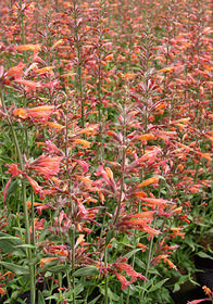 Agastache barberi 'Firebird'