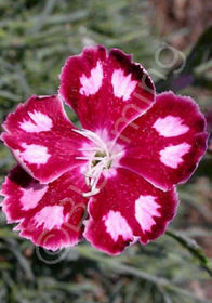 Dianthus 'Spangled Star'