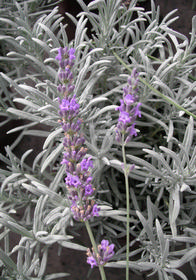 Lavandula x intermedia 'Dilly Dilly'