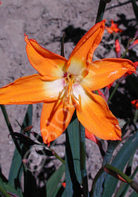 Crocosmia 'Star of the East'