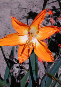 Crocosmia 'Star of the East'