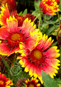 Gaillardia 'Arizona Sun'