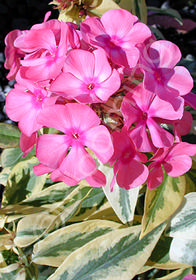 Phlox paniculata 'Becky Towe'