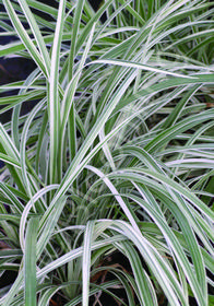 Liriope spicata 'Silver Dragon'