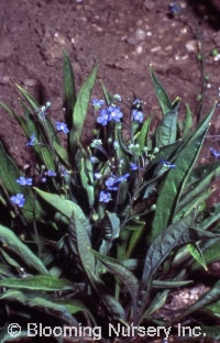 Omphalodes 'Joy Skies'                  