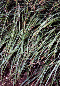 Carex morrowii 'Silver Sceptre'
