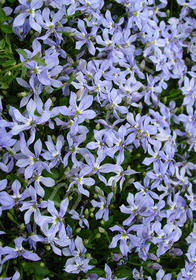 Pratia pedunculata 'Celestial Spice'