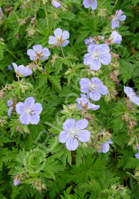 Geranium pratense 'Mrs. Kendall Clark'