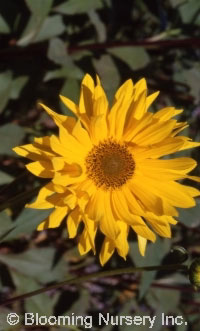 Helianthus 'Monarch'                              