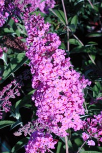 Buddleia davidii 'Opera'                          