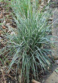 Ophiopogon japonicus 'Silver Mist'