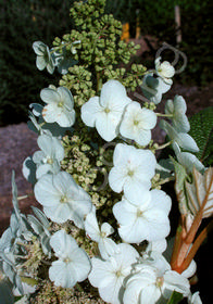 Hydrangea quercifolia 'Syke's Dwarf'