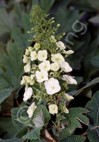 Hydrangea quercifolia 'Snow Queen'