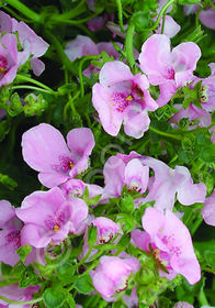 Diascia vigilis 'Elliott's Variety'