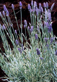 Lavandula x intermedia 'Silver Edge'