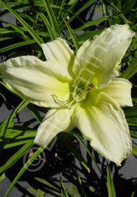 Hemerocallis 'Ice Carnival'