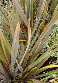 Phormium tenax                                    