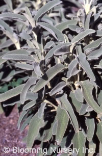 Phlomis chrysophylla                              