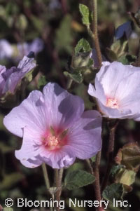 Lavatera 'Memories'                     