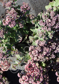 Sedum telephium 'Strawberries and Cream'