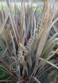 Phormium tenax 'Bronze'