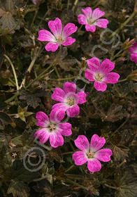 Geranium x oxonianum 'Orkney Cherry'