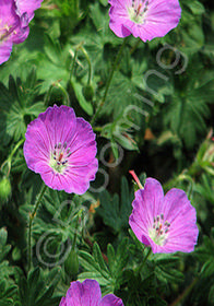 Geranium wallichianum 'Pink Penny'