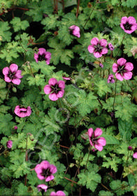 Geranium procurrens x lambertii 'Salome'