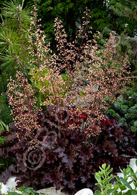 Heuchera micrantha 'Melting Fire'