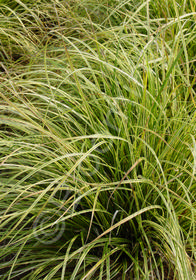 Carex dolichostachya Kaga-nishiki'