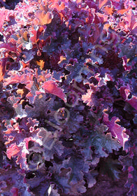 Heuchera 'Crimson Curls'