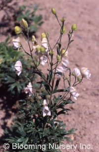 Aconitum paniculatum 'Roseum'