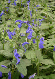 Salvia patens