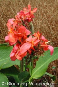 Canna 'City of Portland'                          