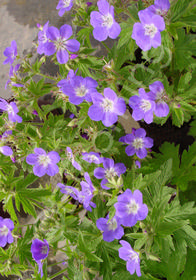 Geranium sylvaticum 'Amy Doncaster'