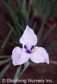 Iris ensata 'Activity'                            